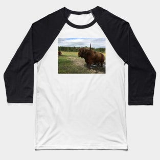 Scottish Highland Cattle Bull 1496 Baseball T-Shirt